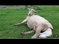 The Sheep Give Birth To Their Offspring Cute Babies Dumba Vedio