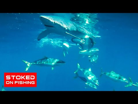Yellowtail Attack Blue Sharks