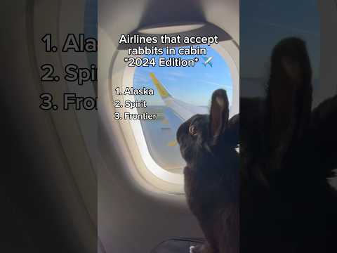 Airlines that allow rabbits in cabin!