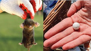 [ENG] How to get rid of a mole with cheap naphthalene. A secret how to fight a mole with mothballs