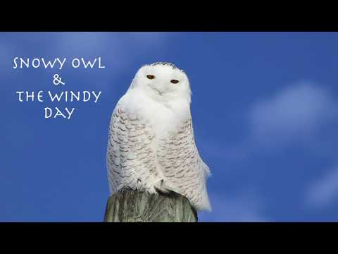 Snowy owl and the windy day