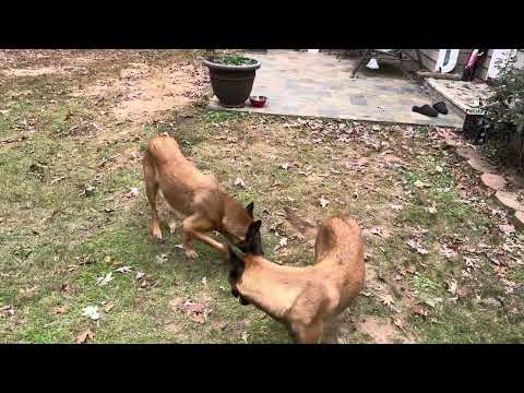 Lesye a mare cu Lesye a mica 2 Lyon Belgian Malinois poure dog