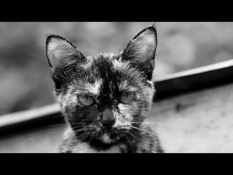 カメルーン　ロミエ