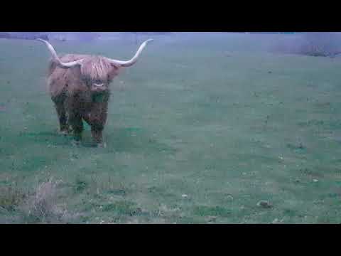 , title : 'Highland Cow Aberdeenshire Scotland'