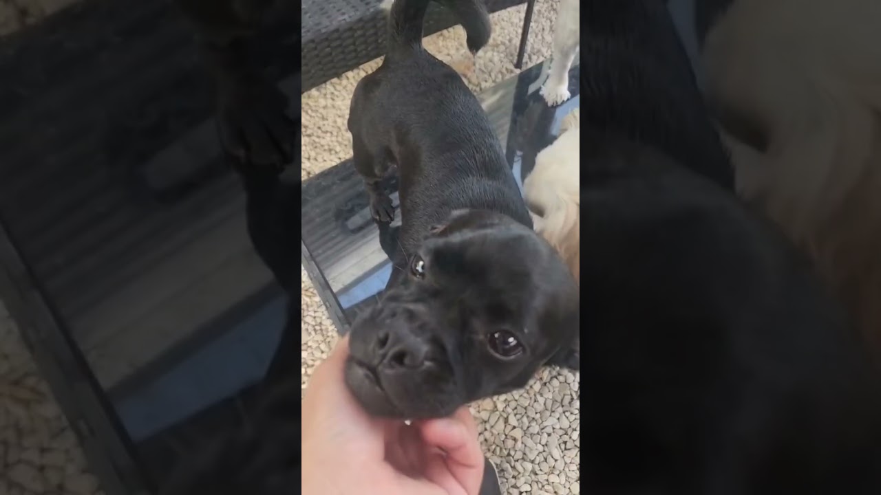 Enlarge Robin, a Adoptable mixed breed in Staten Island , NY video 3/3