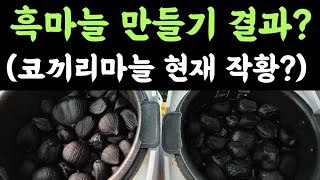 보온상태 19일째, 흑마늘 만들기 결과? ???? 코끼리 마늘 현재 작황? 