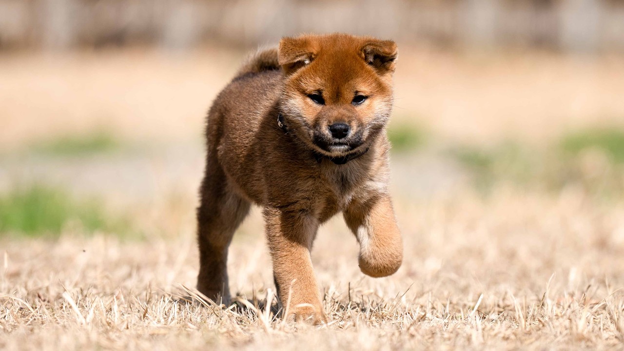 ID4631 赤♂ shiba inu puppy  red male