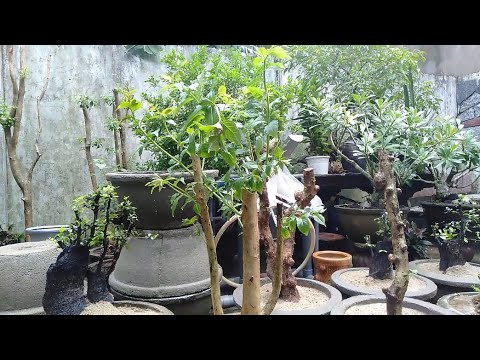 Cứu phôi cây ngập nước không để bị rễ mới mọc bị thối úng