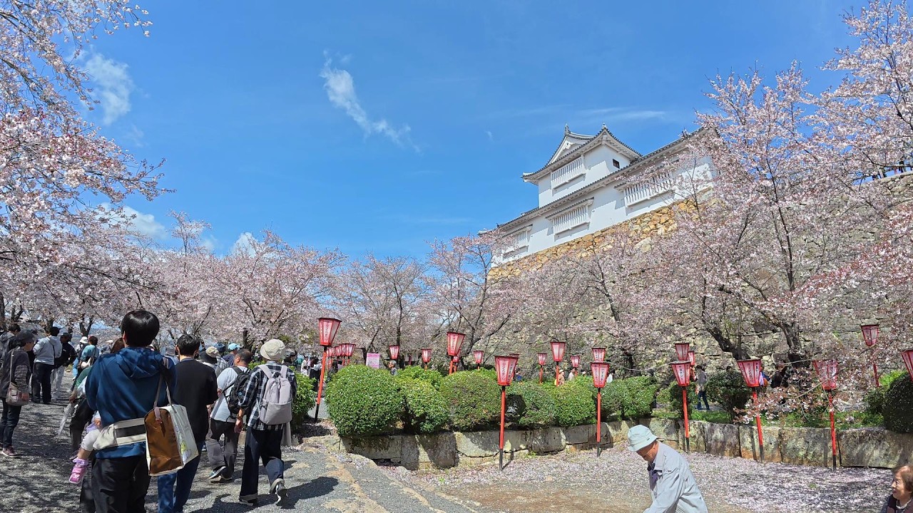 2026.4.5『津山さくらまつり(鶴山公園) 会場を歩いてみたよ🌸』