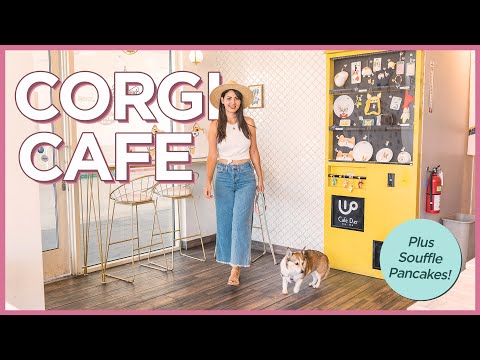 Adorable Corgi Themed Cafe in California with Delicious Soufflé Pancakes