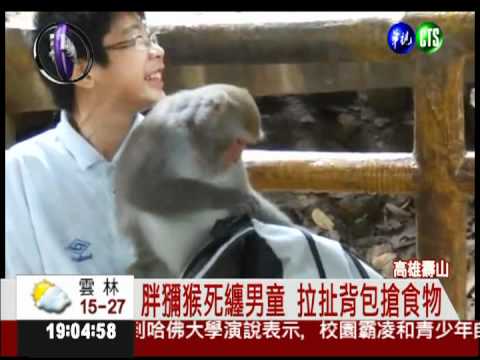 壽山獼猴撒野 遊客餵食重罰6000