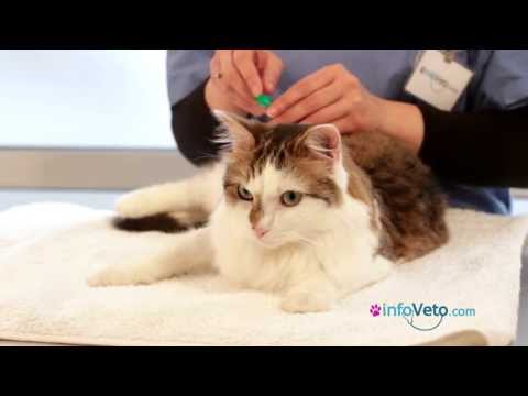 comment appliquer pipette chat