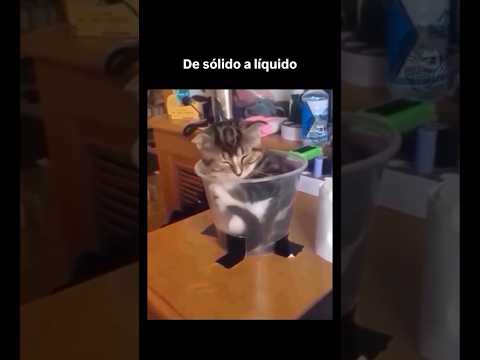 hermoso gatito we #viral #viral #memes #amazingmemes #funnymeme