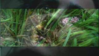 Meat Beat Manifesto   She&#39;s Unreal