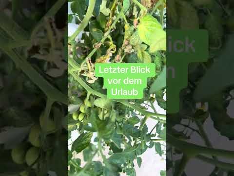 greenyGARDEN live 09 08 24 (altes Modell)