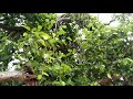 Hindusthan Famous Big Tree The Marri Chettu