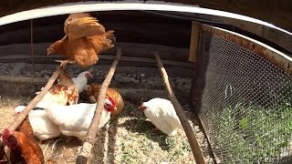Что делать курицы заклевывают курицу