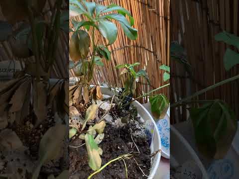 ディプラデニア肥料はいつ与えるのですか?この美しい植物の開花を促進するのに最適な肥料は何ですか?  庭園