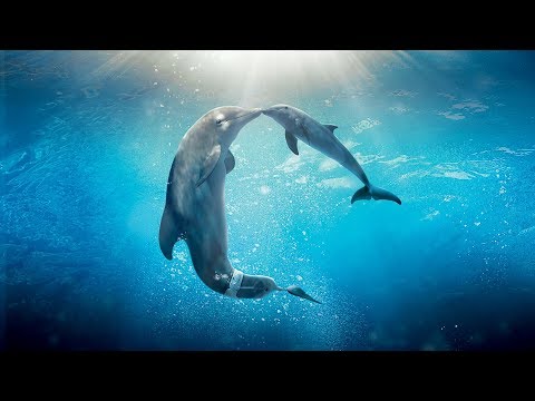 image-What are some interesting facts about bottlenose dolphins? 