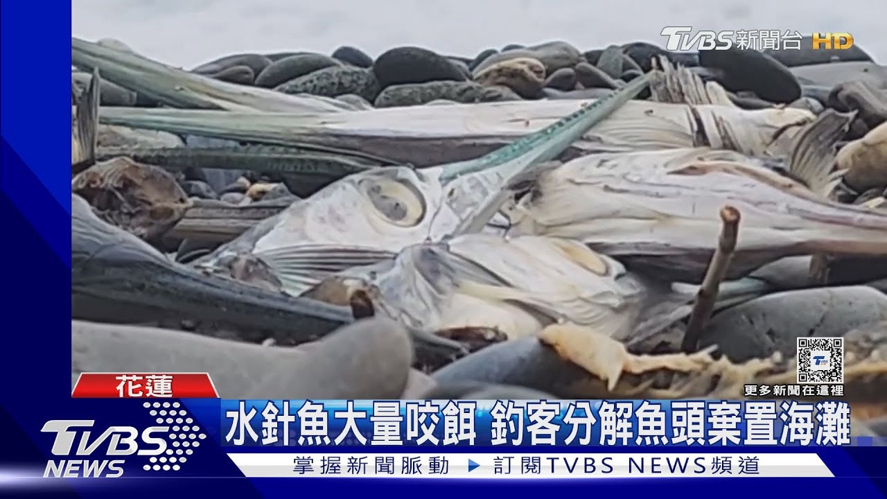 七星潭釣客「水針魚頭」亂丟 遊客恐刺傷
