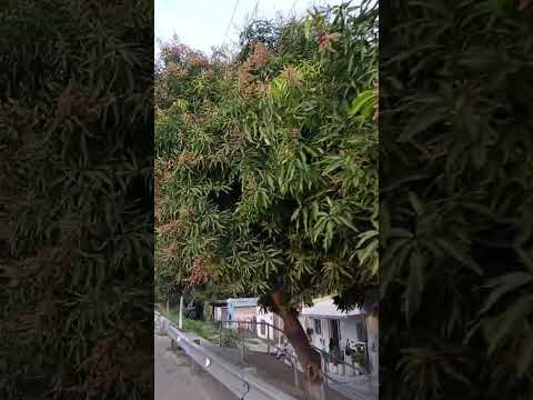 Salida de Aracataca a Fundación Magdalena