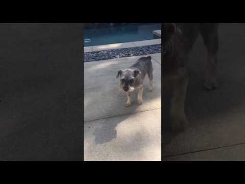 Margarita, an adopted Schnauzer in Pasadena, CA_image-1