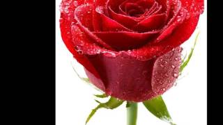 Karin Halberg. En krans af blomster