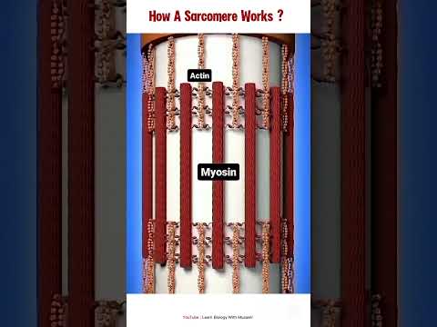 How a sarcomere works ? #shortvideo