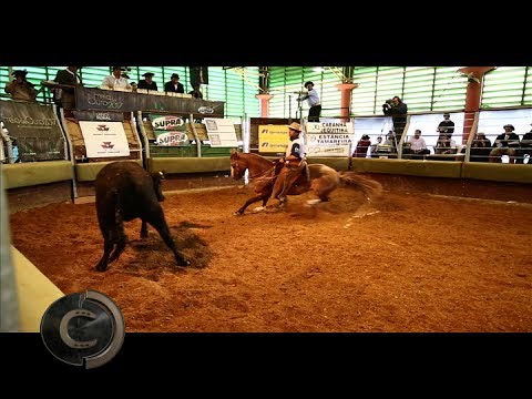 1º Lugar Fêmeas - Classificatória de Itu/SP 2017.