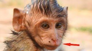 Million hurt ! Timo&#39;s had some blood running out from his nose because fall down from stone