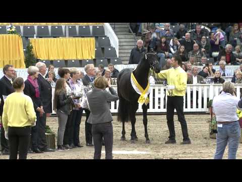 Finest v. Fürstenball - Wie Weltmeyer - Gestüt W.M. Hengste 2014