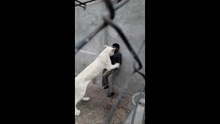 White Tigers Attack In Pakistan video