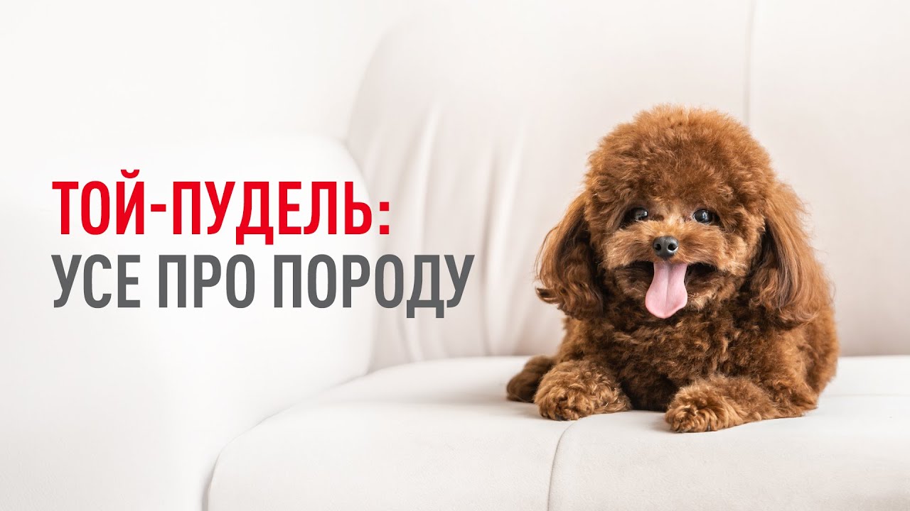 YouTube video preview