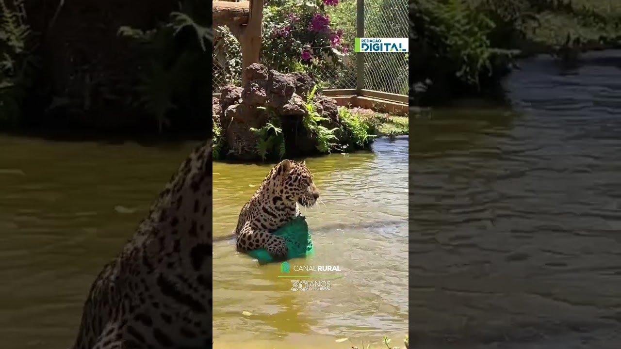 Onça Sol rouba a cena com brincadeira em Goiás