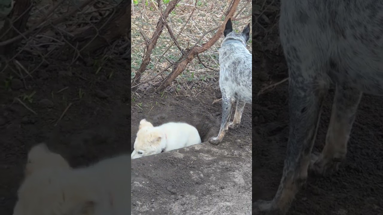 Enlarge Aunt Trixie needs foster, an adoptable mixed breed in Saint Paul, MN video 6/6