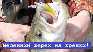 Лучшие крэнки для ловля жереха на