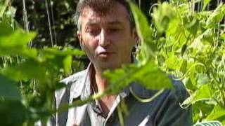 Особенности роста огурцов в открытом грунте - Видео онлайн