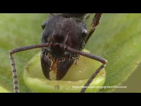 アリと植物の不思議な関係　蜜腺から蜜を飲むアリ