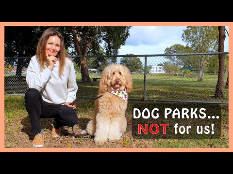 DOG PARKS: Good or Bad? WHY I (mostly) AVOID THEM… for my GOLDENDOODLE DOG