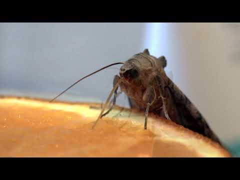 Kleiner Wintergast | Achateule