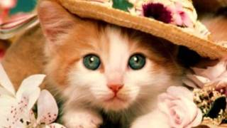 Werner Muller and His Orchestra - Satin Doll