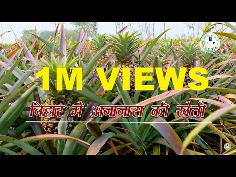 download lagu mp3 mp4 Pineapple Plantation In India, download lagu Pineapple Plantation In India gratis, unduh video klip Pineapple Plantation In India