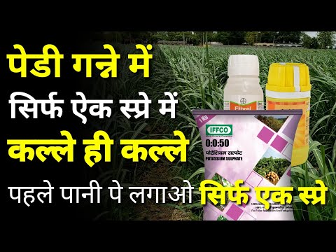 सिर्फ एक स्प्रे में कल्ले की कल्ले । Bayer Ethrel Ethephon 39% Systemic plant growth regulator .