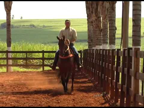 HARAS E RAÇAS - HARAS 5M (TERÇA-FEIRA)