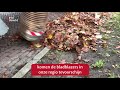 Bladblaastijd, dat ruimt lekker op [RTV Utrecht]
