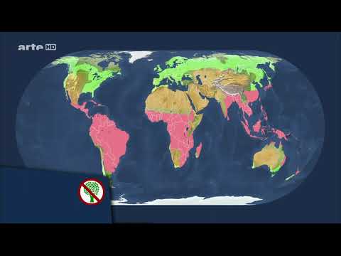 Mit offenen Karten Der Handel mit Holz