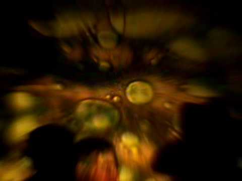 Relative Obscurity - Flight of the Dragon