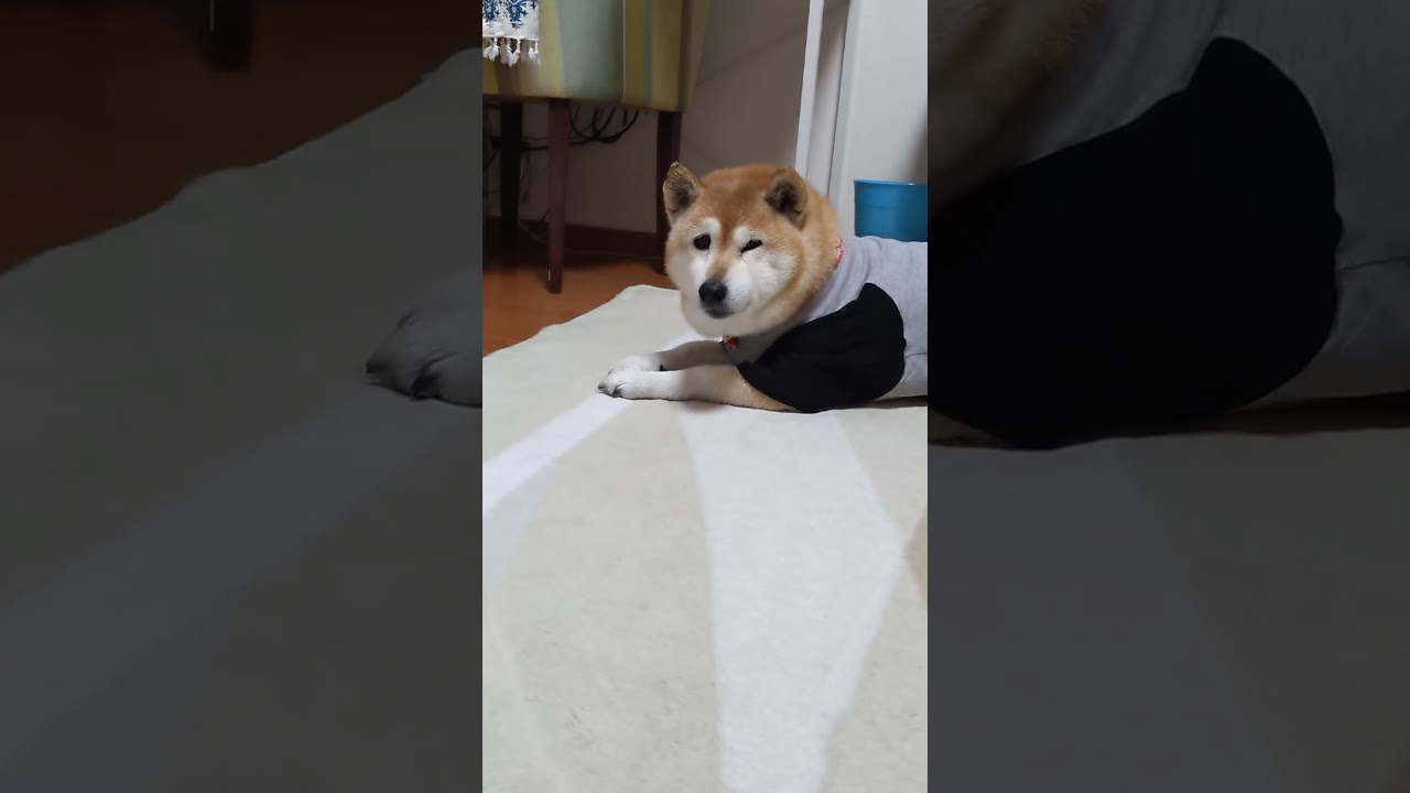 柴犬に服着せたら本気で落ち込んだ（笑）