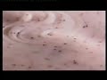 Randox Shower Smoothies UK TV Advert 2010