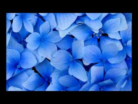 Tired Pony - Held in the Arms of Your Words